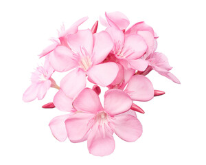 Nerium oleander, Pink oleander flowers isolated on white background with clipping path 