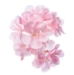 Nerium oleander, Pink oleander flowers isolated on white background with clipping path 