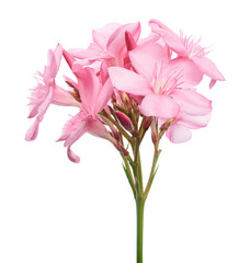 Nerium oleander, Pink oleander flowers isolated on white background with clipping path 