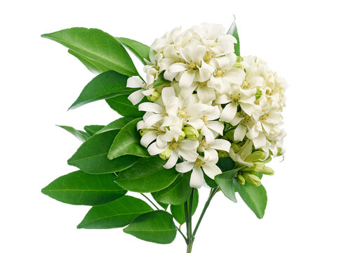 Murraya paniculata, Orange jasmine flowers, White flowers isolated on white background with clipping path 