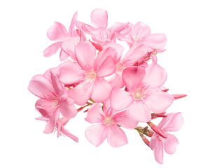 Nerium oleander, Pink oleander flowers isolated on white background with clipping path  