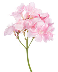 Obraz premium Nerium oleander, Pink oleander flowers isolated on white background with clipping path 