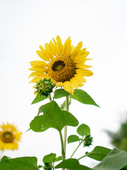 Obraz premium sunflower on white background