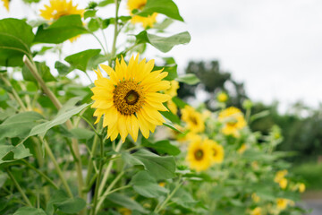 Obraz premium Bright yellow sunflower in full bloom with green leaves, captured outdoors in natural daylight against a soft sky background. Ideal for themes of nature, summer, growth, and positivity.