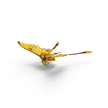 Argema Mittrei isolated on transparent background