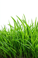 Obraz premium Grass background isolated with clipping path on a white background