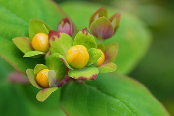 Closeup on a unopened flowers of the Sweet amber or Tutsan shrub, Hypericum androsaemum