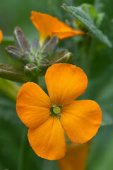 Closeup on an Orange flowering wall flower, Erysimum linifolium in the garden
