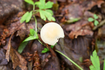 A close-up shot shows a group of small mushrooms growing on the forest floor. Their light caps emerge from the dark leaves and branches, creating an organic and natural appearance.