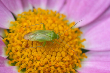 Closeup on a  European Common green capsid bug, Lygocoris pabulinus on a pink flower