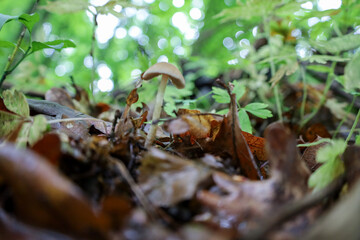 A close-up shot shows small mushrooms growing among fallen leaves in a forest. Soft, diffused light emphasizes the texture of their caps and the surrounding nature.