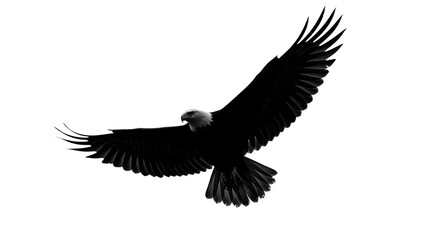 Obraz premium eagle on white background