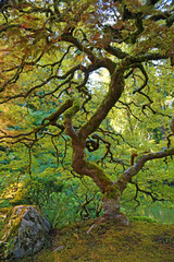 Colorful maple tree vertical - Portland Japanese Garden, Oregon