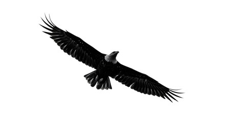 eagle on white background
