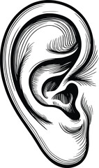 Naklejka premium Detailed Human Ear Illustration, Black and White Engraved Style Drawing.