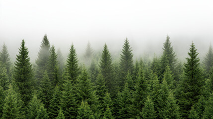 Fototapeta premium Lush green forest shrouded in soft mist, creating serene and tranquil atmosphere