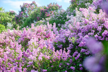 Vibrant lilac blooms fill a lush garden in springtime sunlight