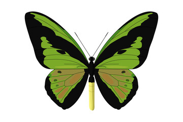 vector realistic butterfly. Cartoon color volume clip art isolated on transparent background. Hand drown design element.