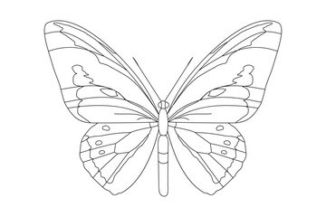 vector realistic butterfly. Cartoon black and white clip art isolated on transparent background. Hand drown design element.
