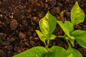 Bell pepper sprout in water drops close-up at sunset
