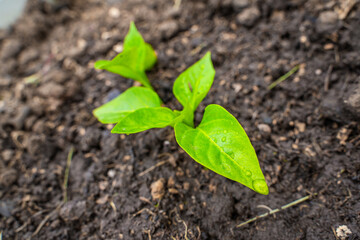 Leaves of bell pepper seedlings in drops of water after watering, close-up