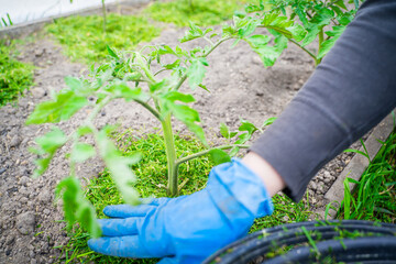 A woman's hand in a blue rubber glove mulches a vegetable garden bed with tomatoes with green...