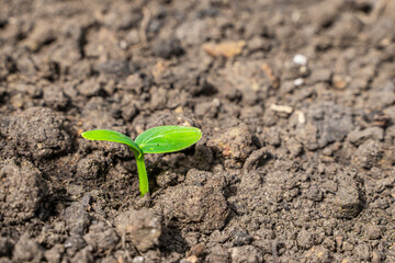 The first leaves of a sprouted cucumber close-up. Sprouted seeds in the soil of the garden