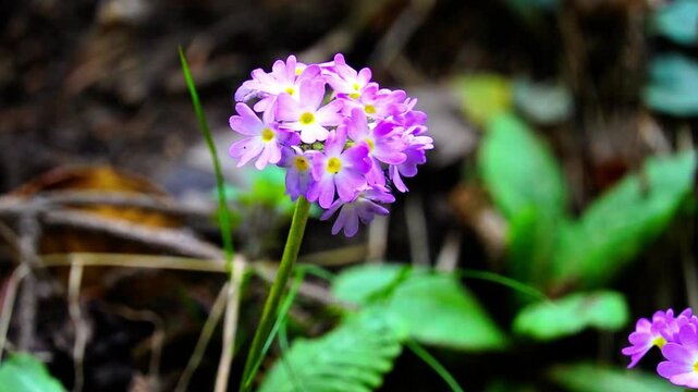 Video of beautiful primula sieboldii plant in forest