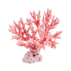 Pink Coral  isolated on a transparent background
