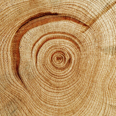 Slice of wood timber with juniper tree rings as natural geometric pattern, abstract nature background. Natural wooden organic textures and shapes, monochrome brown beige gradient color, earthy color