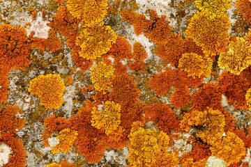 Lichens and mosses in various shapes, forms and textures on surface of rocks as natural environment pattern or textured background, top view colorful nature pattern, biological aesthetic