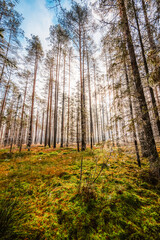 A wooden walking misty path in Bor na Czerwonem nature reserve in Nowy Targ in Poland