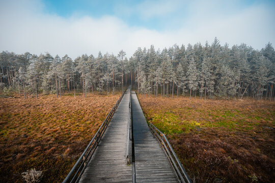 A wooden walking misty path in Bor na Czerwonem nature reserve in Nowy Targ in Poland