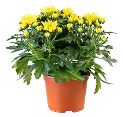 Yellow chrysanthemum in a pot cut out isolated transparent background