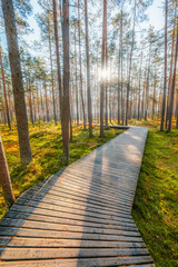 Obraz premium A wooden walking path Bor na Czerwonem nature reserve in Nowy Targ in Poland