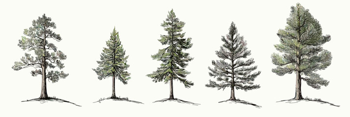 Hand drawn lodgepole pine trees set minimalist vector illustration with detailed branches needles and trunks in natural outdoor style