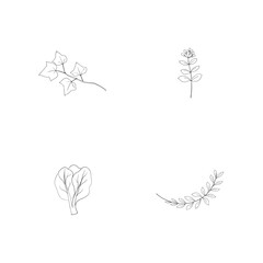 Simple line art illustrations of botanical elements for design and decorative purposes