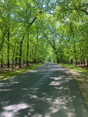 road in the park