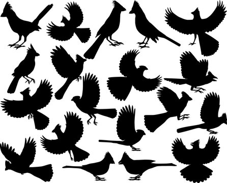 Collection of silhouettes of northern cardinal bird, also called red cardinal or redbird
