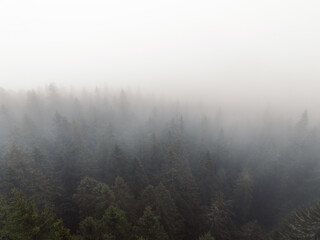 Aerial top view of summer green trees in forest with mountains in Slovakia. Drone