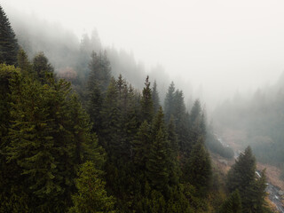 Aerial top view of summer green trees in forest with mountain river in Slovakia. Drone