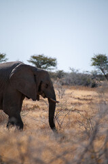 Fototapeta premium Telephoto shot of one giant African Elephant -Loxodonta Africana- grazing on the plains of Etosha National Park, Namibia.