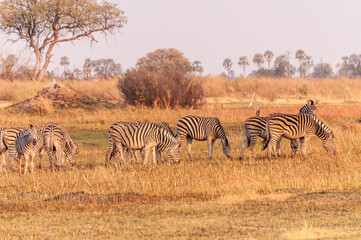 Obraz premium Telephoto shot of a large herd of Burchell's Plains zebras, Equus quagga burchelli, running on the dry lands of the Okavango Delta, Botswana.