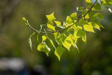 poplar leaves on a branch