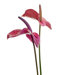 Flamingo flower, Anthurium sweet dream flower isolated on white background, with clipping path 