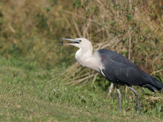 White-necked heron or Pacific heron (Ardea pacifica) standing in long grass eating a small skink lizard
