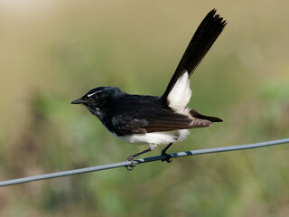Willie Wagtail (Rhipidura leucophrys) perched on a wire fence with green bokeh background