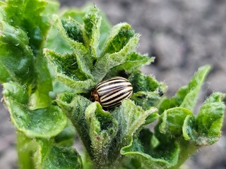 beetle on a leaf, beetle on potato