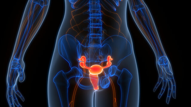 Female Reproductive System Anatomy