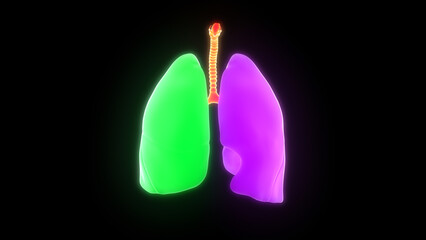 Human Respiratory System Lungs Anatomy